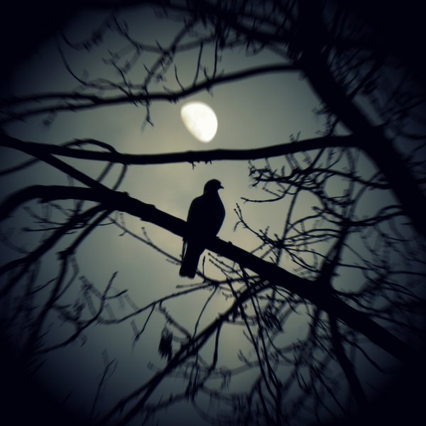 Nightbird.jpg