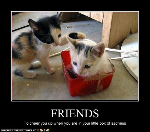 Funny-pictures-kitten-has-friends.jpg