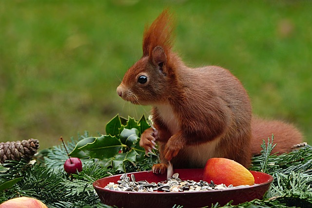 Gorgeous red squirrel.jpg