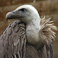 File:Vulture.jpg