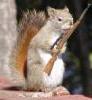Squirre rifle.jpg