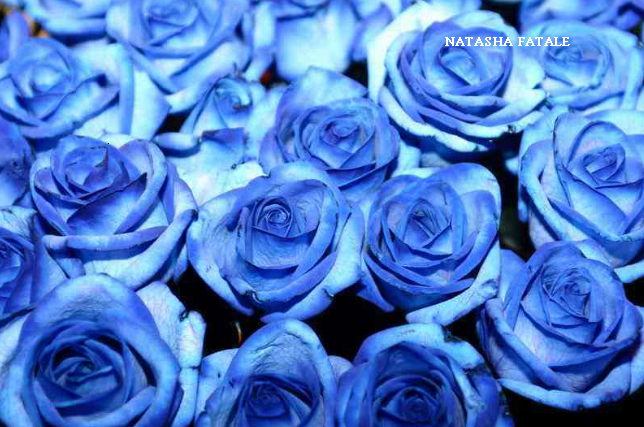 File:Blue roses.png