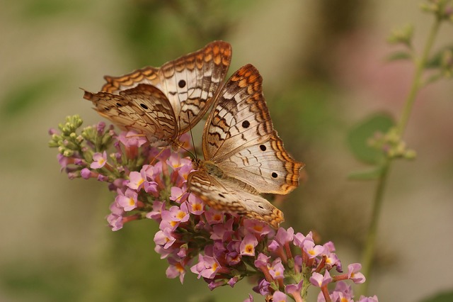 File:Butterflies on Buddleia.jpg