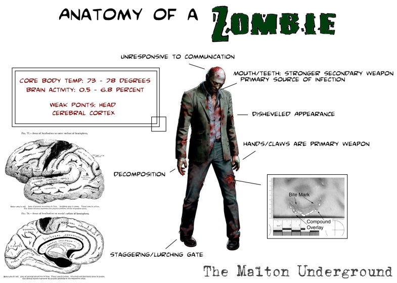 Anatomy of a zombie.jpg