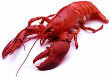 File:Lobster.PNG