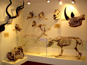 File:Skeletonmuseum.jpg
