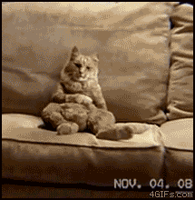 Couch cat dances.gif