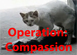 Compassion.jpg