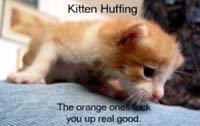 Kitten Huff.jpg