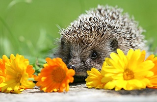 Grateful hedgehogs are not vulnerable to zombie attack