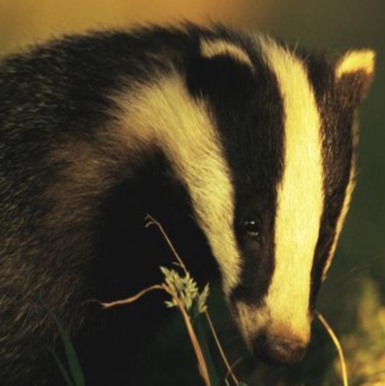 File:European badger cropped-thumb-640x350-78676.jpg
