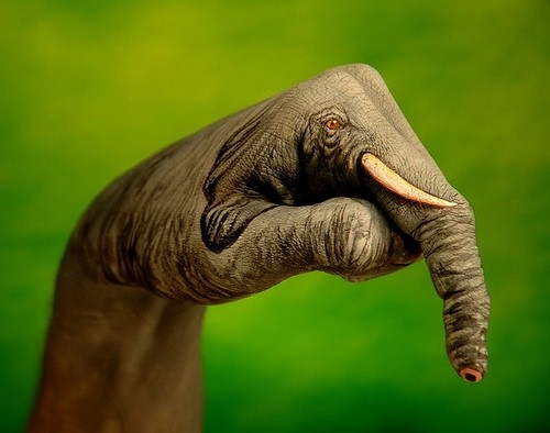 File:Elephant.jpg
