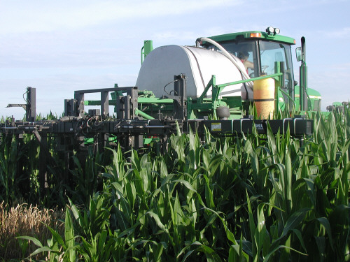 12 row machine in corn.jpg