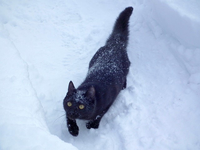File:Playing in the snow.jpg