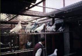 File:Pigeons-in-cages.jpg