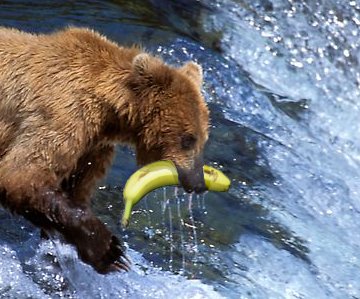 File:Banana bear.jpg