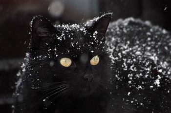 Pyewacket's exciting snow playtime