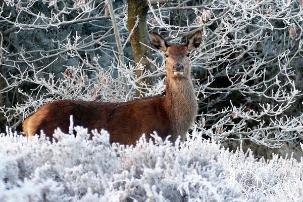 Red deer in the snow.jpg