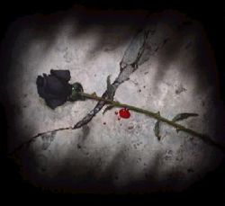 Black rose.jpg