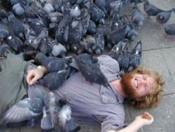 Bris pigeons attack.jpg