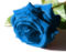 Rose-blue.jpg