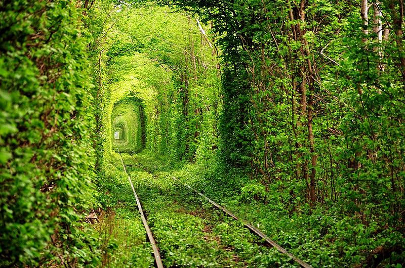 File:The-tunnel-of-trees.jpg