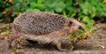 Hedgehog moss bed.jpg