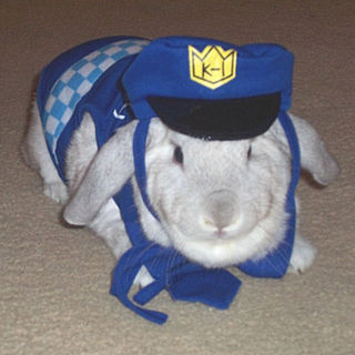 5-16-08 bunny in costume.jpg