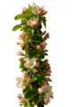 Apple blossoms.png