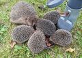 Happy hedgehogs everywhere .jpg