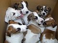 Box puppies.jpg