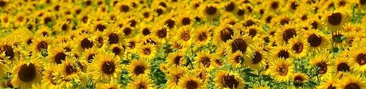 Sunflower banner.jpg