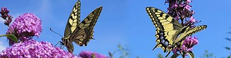 Swallowtails & Buddlejas.jpg