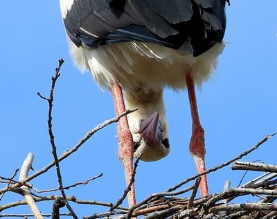 Stork peek.jpg