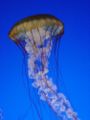 A very large jellyfish