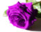 Rose-purple.jpg