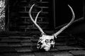 Deer skull.jpg