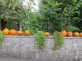 Halloween pumpkin wall.jpg