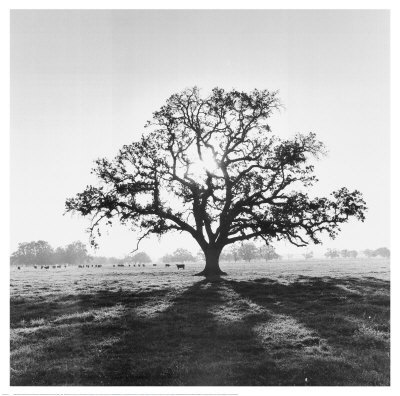 Oak-Tree-Sunrise-Print-C10083106.jpg