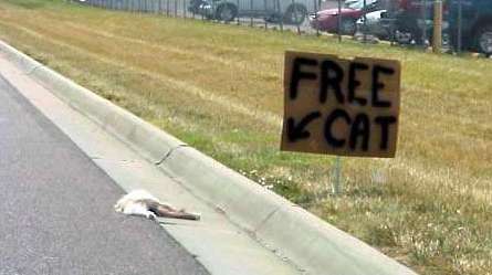 Free-cat-1.jpg