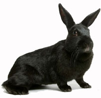 Black Rabbit.JPG