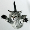 Flyingcat.jpg