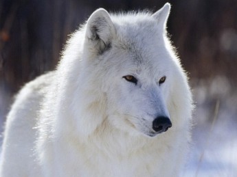 A white wolf1.jpg