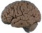 Brain.gif