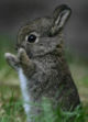 209-rabbit.jpg