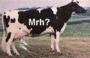 Mrh?cow.gif