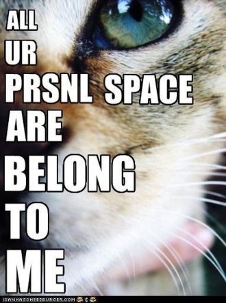 Lolcat.jpg