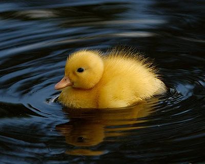 Duckling01.jpg