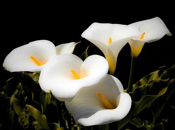 Calla lilies