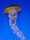 Jellyfish.JPG